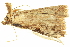  (Microxyla - BIOUG06667-B10)  @12 [ ] CreativeCommons - Attribution (2014) CBG Photography Group Centre for Biodiversity Genomics