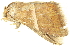  ( - BIOUG06667-G01)  @13 [ ] CreativeCommons - Attribution (2014) CBG Photography Group Centre for Biodiversity Genomics