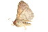  ( - BIOUG06676-A01)  @12 [ ] CreativeCommons - Attribution (2014) CBG Photography Group Centre for Biodiversity Genomics
