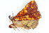  ( - BIOUG06676-A03)  @12 [ ] CreativeCommons - Attribution (2014) CBG Photography Group Centre for Biodiversity Genomics