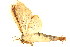  ( - BIOUG06676-B10)  @12 [ ] CreativeCommons - Attribution (2014) CBG Photography Group Centre for Biodiversity Genomics