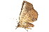  (Pangrapta pannosa - BIOUG06676-F04)  @12 [ ] CreativeCommons - Attribution (2014) CBG Photography Group Centre for Biodiversity Genomics