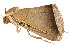  (Simplicia schaldusalis - BIOUG06676-H09)  @14 [ ] CreativeCommons - Attribution (2014) CBG Photography Group Centre for Biodiversity Genomics
