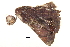  ( - BIOUG08681-A09)  @13 [ ] CreativeCommons - Attribution (2014) CBG Photography Group Centre for Biodiversity Genomics