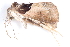  (Acidon nigrobasis - BIOUG08651-A02)  @12 [ ] CreativeCommons - Attribution (2014) CBG Photography Group Centre for Biodiversity Genomics