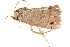  (Calymniops dyrzeloides - BIOUG08651-A10)  @12 [ ] CreativeCommons - Attribution (2014) CBG Photography Group Centre for Biodiversity Genomics