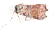  ( - BIOUG08651-C03)  @12 [ ] CreativeCommons - Attribution (2014) CBG Photography Group Centre for Biodiversity Genomics