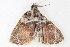 ( - BIOUG08651-E02)  @13 [ ] CreativeCommons - Attribution (2014) CBG Photography Group Centre for Biodiversity Genomics