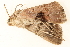  ( - BIOUG08651-G08)  @12 [ ] CreativeCommons - Attribution (2014) CBG Photography Group Centre for Biodiversity Genomics
