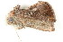  ( - BIOUG08681-A07)  @12 [ ] CreativeCommons - Attribution (2014) CBG Photography Group Centre for Biodiversity Genomics