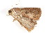  ( - BIOUG08681-B07)  @12 [ ] CreativeCommons - Attribution (2014) CBG Photography Group Centre for Biodiversity Genomics