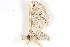  ( - BIOUG08681-C04)  @12 [ ] CreativeCommons - Attribution (2014) CBG Photography Group Centre for Biodiversity Genomics