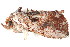  ( - BIOUG08681-E01)  @12 [ ] CreativeCommons - Attribution (2014) CBG Photography Group Centre for Biodiversity Genomics