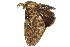  ( - BIOUG08681-E05)  @12 [ ] CreativeCommons - Attribution (2014) CBG Photography Group Centre for Biodiversity Genomics