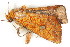  ( - BIOUG08681-E11)  @12 [ ] CreativeCommons - Attribution (2014) CBG Photography Group Centre for Biodiversity Genomics