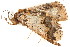  (Bertula nigra - BIOUG08681-F11)  @12 [ ] CreativeCommons - Attribution (2014) CBG Photography Group Centre for Biodiversity Genomics