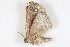  ( - BIOUG08681-G03)  @12 [ ] CreativeCommons - Attribution (2014) CBG Photography Group Centre for Biodiversity Genomics