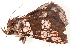  (Saroba pustulifera - BIOUG09047-A07)  @13 [ ] CreativeCommons - Attribution (2014) CBG Photography Group Centre for Biodiversity Genomics