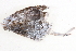  ( - BIOUG09047-E12)  @12 [ ] CreativeCommons - Attribution (2014) CBG Photography Group Centre for Biodiversity Genomics