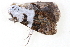  ( - BIOUG09047-H02)  @12 [ ] CreativeCommons - Attribution (2014) CBG Photography Group Centre for Biodiversity Genomics