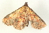  ( - BIOUG09048-A03)  @13 [ ] CreativeCommons - Attribution (2014) CBG Photography Group Centre for Biodiversity Genomics