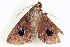  ( - BIOUG09048-A10)  @13 [ ] CreativeCommons - Attribution (2014) CBG Photography Group Centre for Biodiversity Genomics