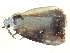  (Dialithoptera - BIOUG09048-D06)  @12 [ ] CreativeCommons - Attribution (2014) CBG Photography Group Centre for Biodiversity Genomics