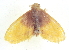 (Toxoproctis cheela - BIOUG09048-D11)  @13 [ ] CreativeCommons - Attribution (2014) CBG Photography Group Centre for Biodiversity Genomics