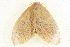  (Toxoproctis adrian - BIOUG09048-F02)  @13 [ ] CreativeCommons - Attribution (2014) CBG Photography Group Centre for Biodiversity Genomics