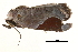  ( - BIOUG09048-G08)  @14 [ ] CreativeCommons - Attribution (2014) CBG Photography Group Centre for Biodiversity Genomics
