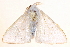  (Arctornis semihyalina - BIOUG10081-G02)  @13 [ ] CreativeCommons - Attribution (2014) CBG Photography Group Centre for Biodiversity Genomics