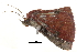 ( - BIOUG12334-E08)  @13 [ ] CreativeCommons - Attribution (2014) CBG Photography Group Centre for Biodiversity Genomics