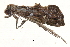  (Arrade ostentalis - BIOUG12334-F04)  @12 [ ] CreativeCommons - Attribution (2014) CBG Photography Group Centre for Biodiversity Genomics