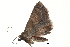  ( - BIOUG12334-F05)  @12 [ ] CreativeCommons - Attribution (2014) CBG Photography Group Centre for Biodiversity Genomics