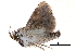  (Acidon wayangkulit - BIOUG12334-G07)  @12 [ ] CreativeCommons - Attribution (2014) CBG Photography Group Centre for Biodiversity Genomics