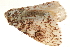  ( - BIOUG12334-H02)  @12 [ ] CreativeCommons - Attribution (2014) CBG Photography Group Centre for Biodiversity Genomics