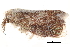  ( - BIOUG14383-B02)  @14 [ ] CreativeCommons - Attribution (2014) CBG Photography Group Centre for Biodiversity Genomics