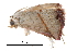  ( - BIOUG14383-B11)  @12 [ ] CreativeCommons - Attribution (2014) CBG Photography Group Centre for Biodiversity Genomics