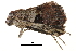  (Diomea triangulata - BIOUG14383-C10)  @11 [ ] CreativeCommons - Attribution (2014) CBG Photography Group Centre for Biodiversity Genomics