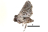  ( - BIOUG14383-D01)  @13 [ ] CreativeCommons - Attribution (2014) CBG Photography Group Centre for Biodiversity Genomics