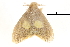  (Nygmia oonophora - BIOUG14383-D09)  @11 [ ] CreativeCommons - Attribution (2014) CBG Photography Group Centre for Biodiversity Genomics