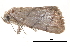  (Calymniops - BIOUG14383-D10)  @13 [ ] CreativeCommons - Attribution (2014) CBG Photography Group Centre for Biodiversity Genomics