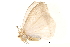  (Sitvia - BIOUG14383-F04)  @12 [ ] CreativeCommons - Attribution (2014) CBG Photography Group Centre for Biodiversity Genomics