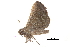 (Hadennia suttoni - BIOUG14383-F12)  @12 [ ] CreativeCommons - Attribution (2014) CBG Photography Group Centre for Biodiversity Genomics