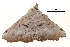 (Poliofoca - BIOUG14383-H11)  @14 [ ] CreativeCommons - Attribution (2014) CBG Photography Group Centre for Biodiversity Genomics