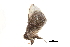  ( - BIOUG13431-B04)  @12 [ ] CreativeCommons - Attribution (2014) CBG Photography Group Centre for Biodiversity Genomics