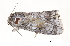  ( - BIOUG13431-B09)  @12 [ ] CreativeCommons - Attribution (2014) CBG Photography Group Centre for Biodiversity Genomics
