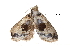  ( - BIOUG13431-C04)  @12 [ ] CreativeCommons - Attribution (2014) CBG Photography Group Centre for Biodiversity Genomics
