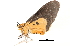  ( - BIOUG13431-D07)  @12 [ ] CreativeCommons - Attribution (2014) CBG Photography Group Centre for Biodiversity Genomics