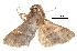  ( - BIOUG13431-E11)  @14 [ ] CreativeCommons - Attribution (2014) CBG Photography Group Centre for Biodiversity Genomics